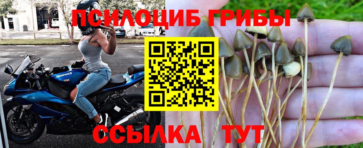 Псилоцибиновые грибы Psilocybe  Вход с VPN  Псилоцибиновые грибы мухоморы  Сибай 
